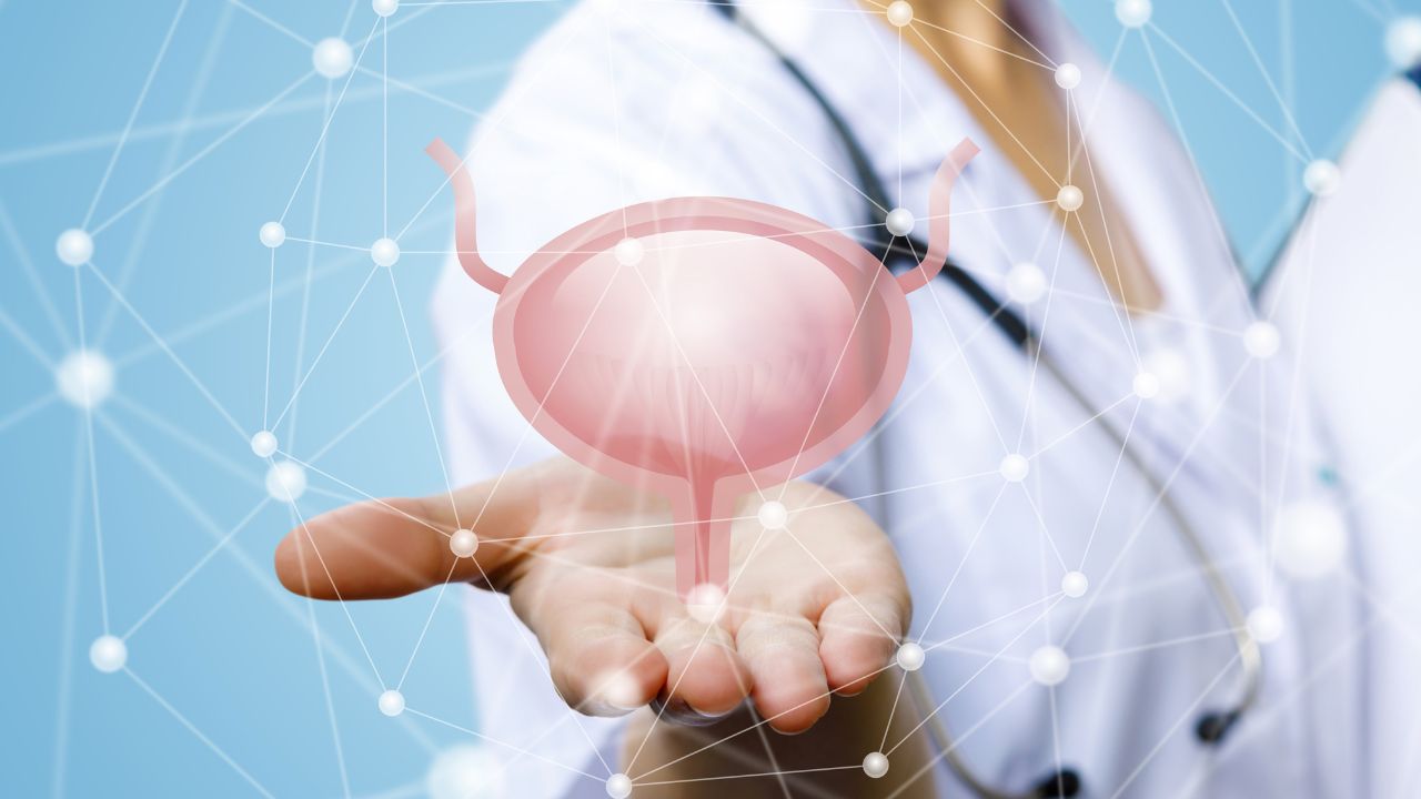 graphical presentation of human bladder l